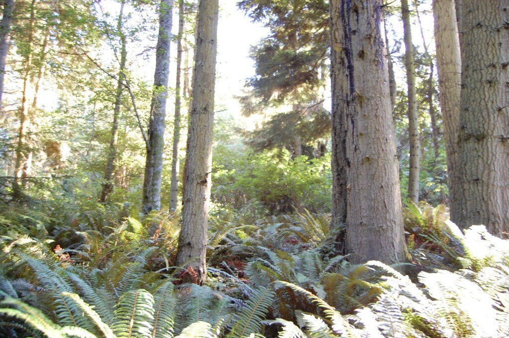 Property Photo:  Lot 263 East Harbor Rd  WA 98260 