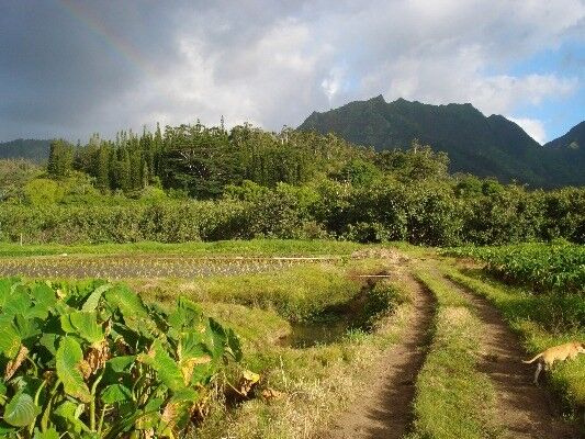 Property Photo:  Hanalei  HI 96714 