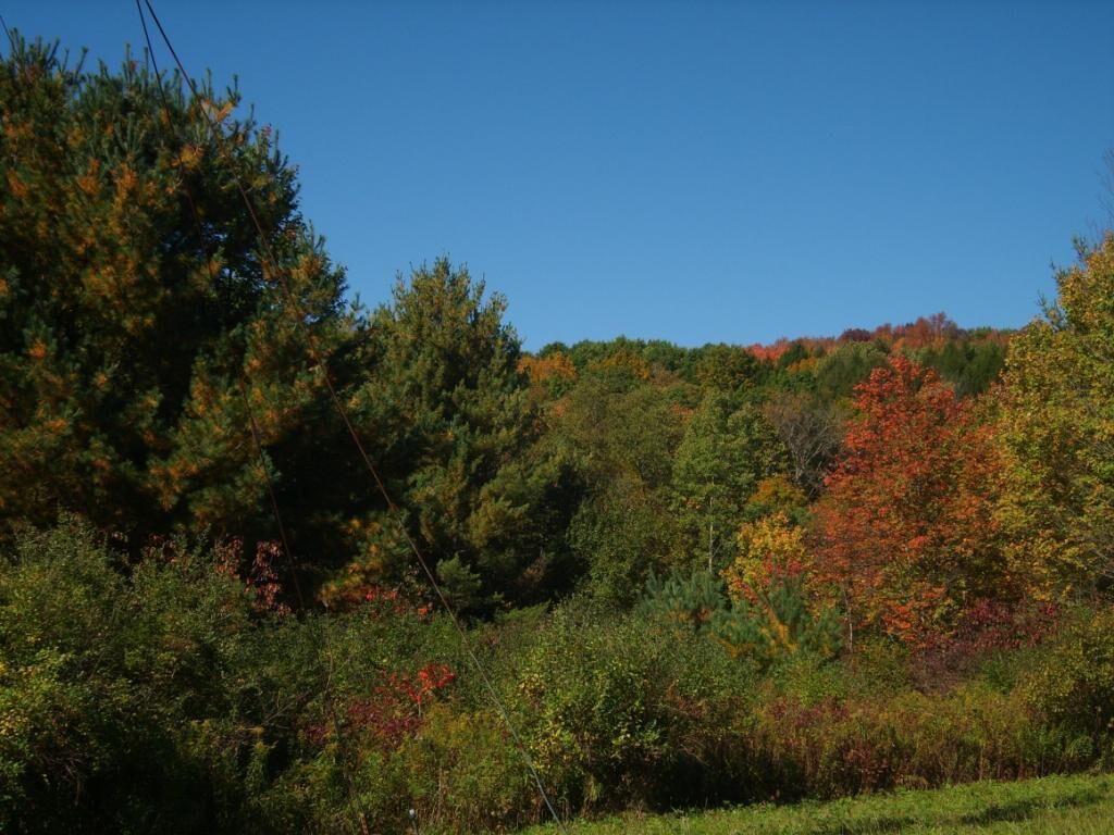 Property Photo: 2239 Bradley Creek Road NY 13790
