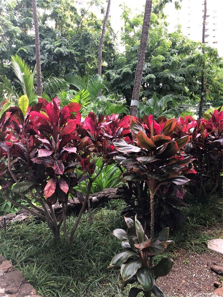 425 Ena Road 305B  Honolulu HI 96815 photo