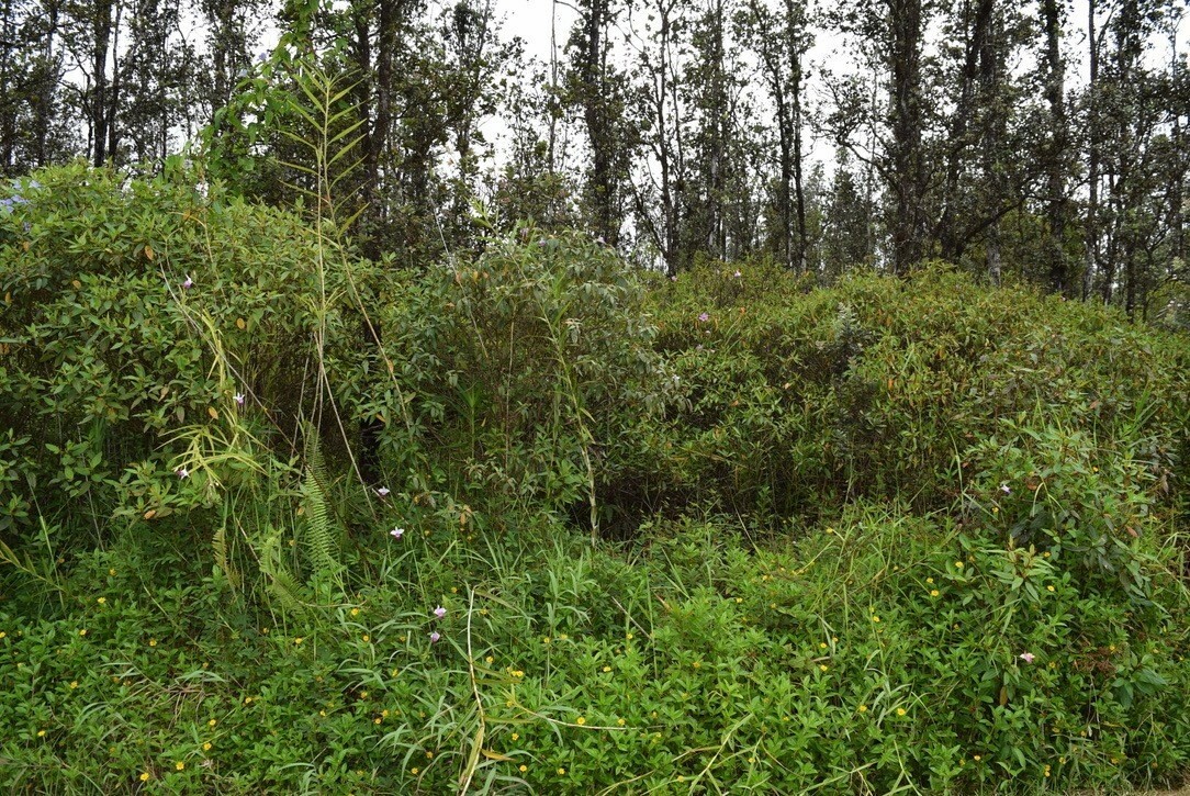 Property Photo:  Coral Dr  HI 96778 
