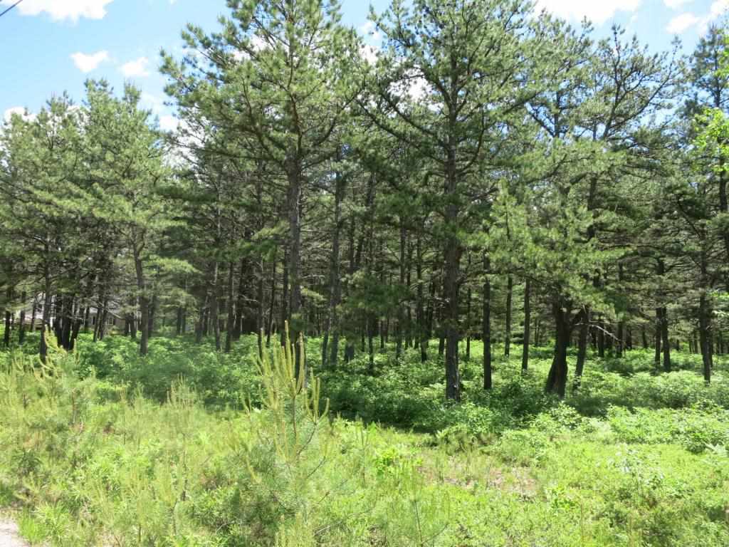 Property Photo: Lot 40 Moores Pond Road NH 03849