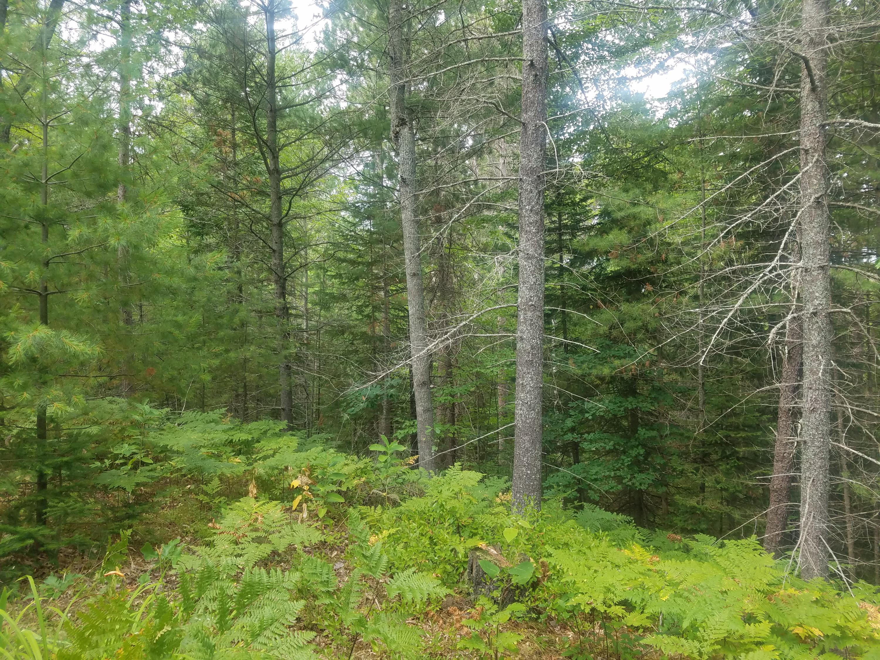 Property Photo: Big Sky Trail Lot 35 MI 49749