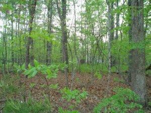 Property Photo:  307 Lakeview Drive  TN 38558 