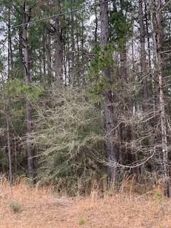 Pine Meadow Road  Amite LA 70422 photo