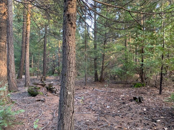 2 Ac Oldmine Road  Grizzly Flats CA 95636 photo