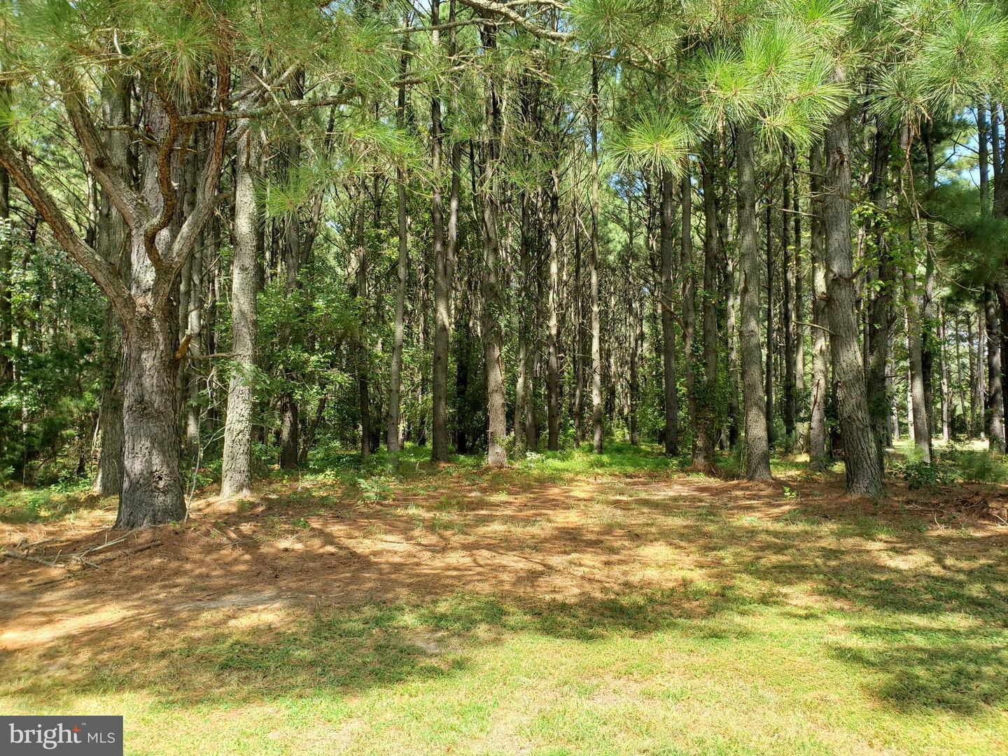 0 Crisfield Marion Road  Marion Station MD 21838 photo