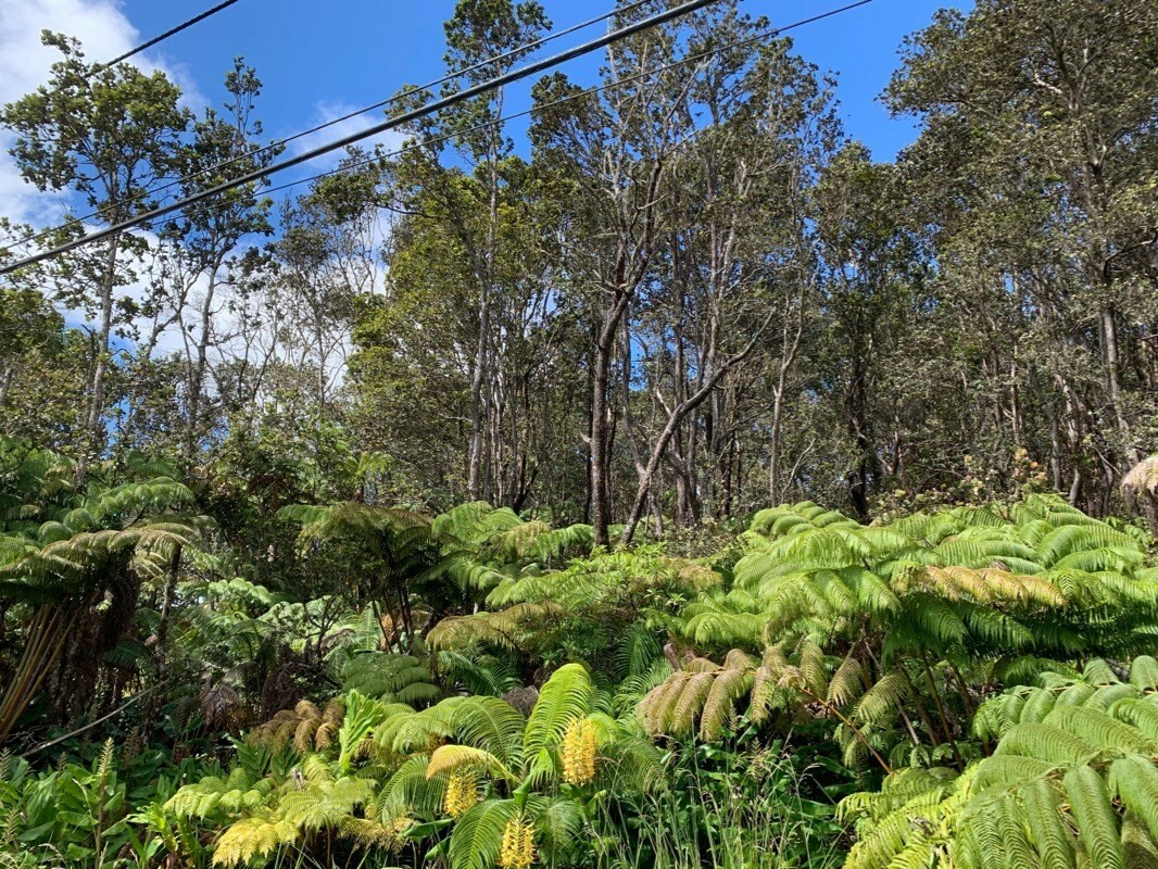 Property Photo:  Liona St  HI 96785 
