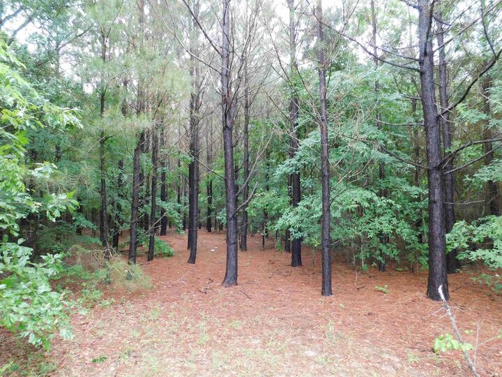 Property Photo:  Tbd Groundhog  TX 75644 