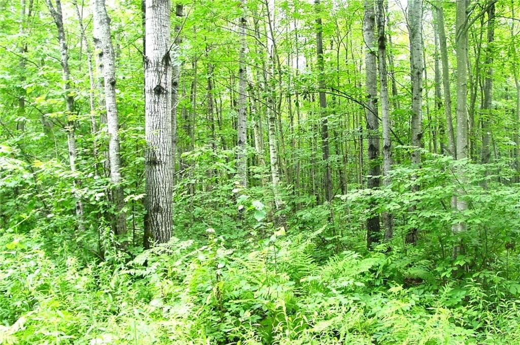 Property Photo:  160 Acres Via Easement Off Cty. M Road  WI 54530 