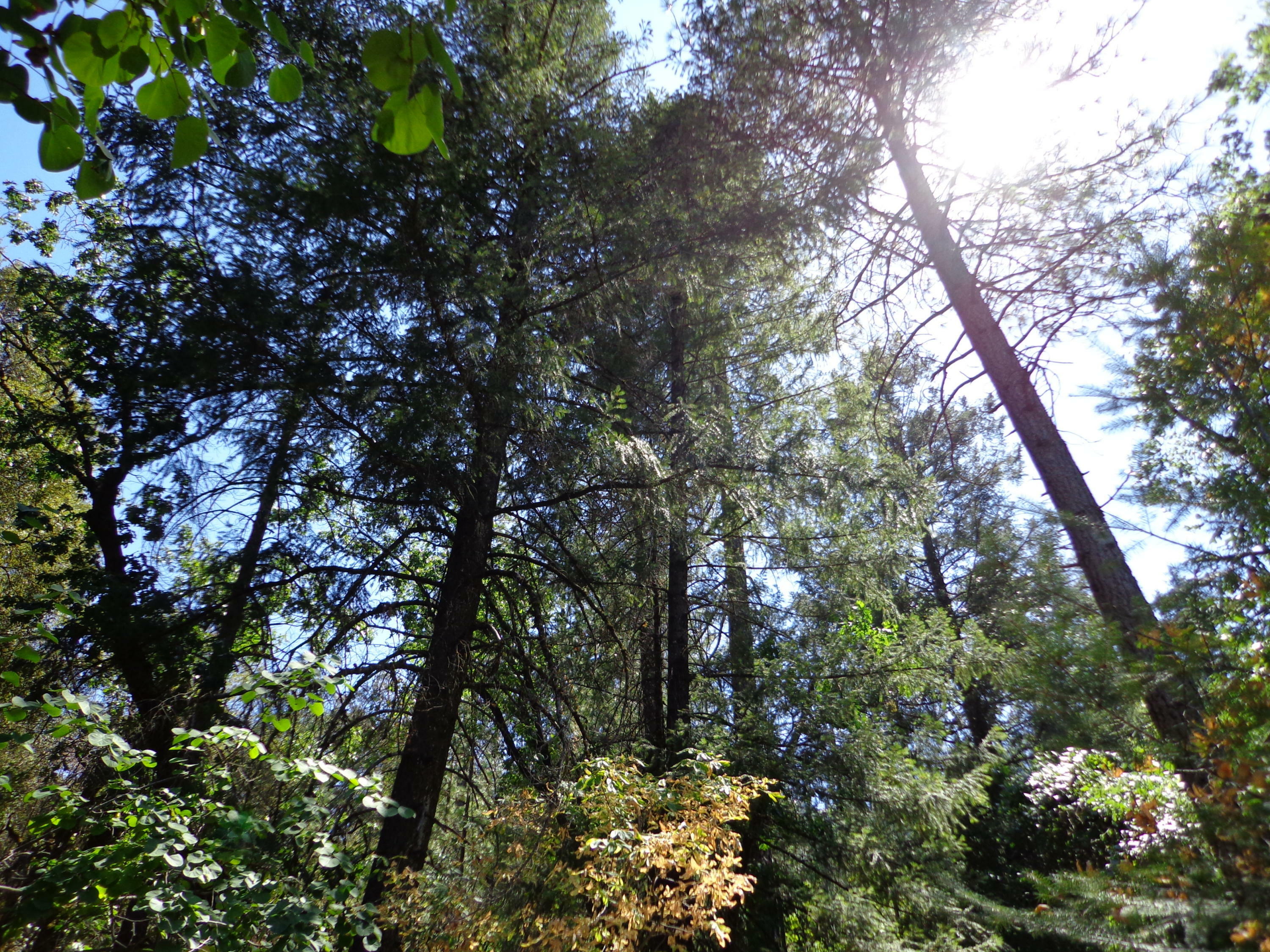 Property Photo:  Fawn Rd  CA 96051 