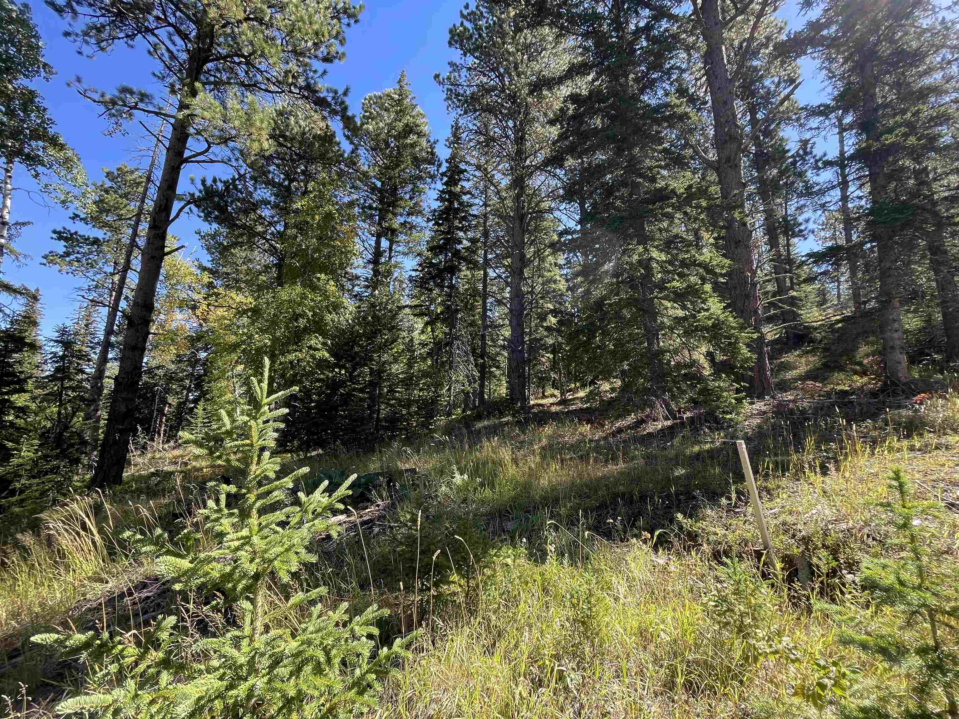 Property Photo:  Lot 40 Woodland Springs Road  SD 57754 