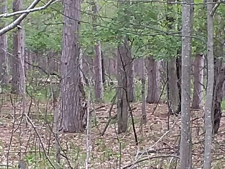 Property Photo:  490&491 Wolverine Trail  MI 49735 