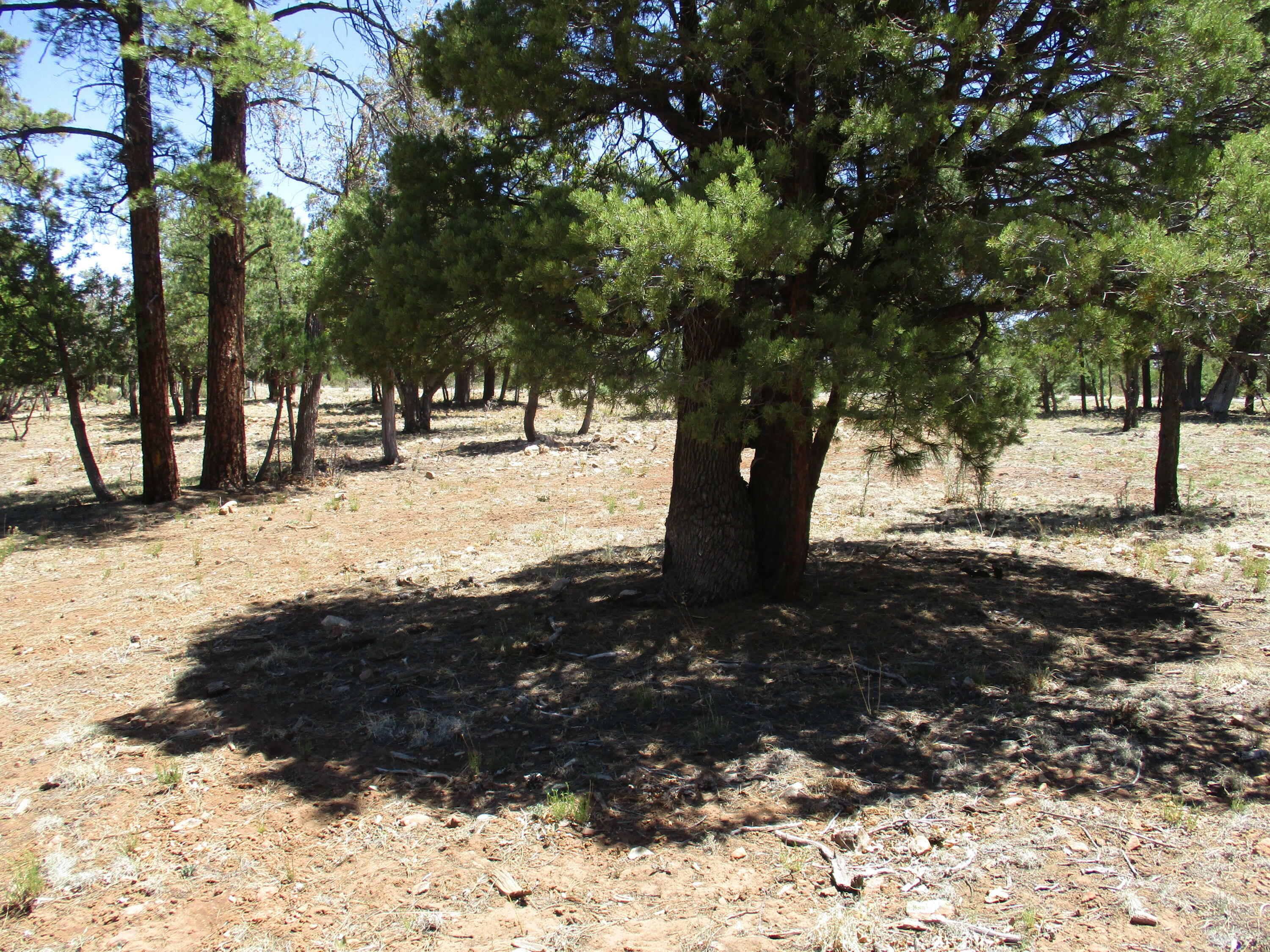 Property Photo:  3885 Durango Drive  AZ 86024 