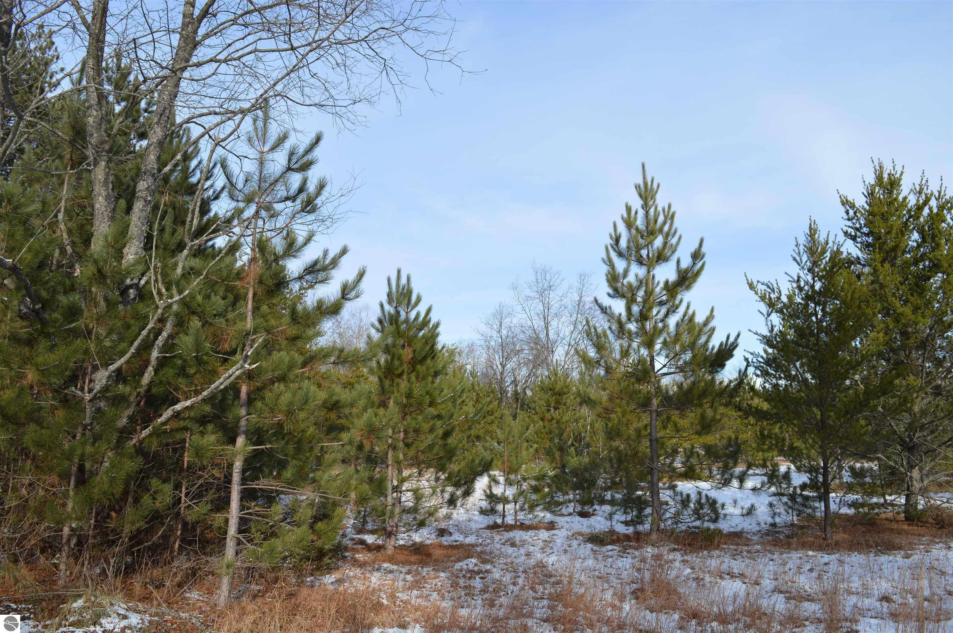 Property Photo:  Off Wood Road, NE  MI 49646 