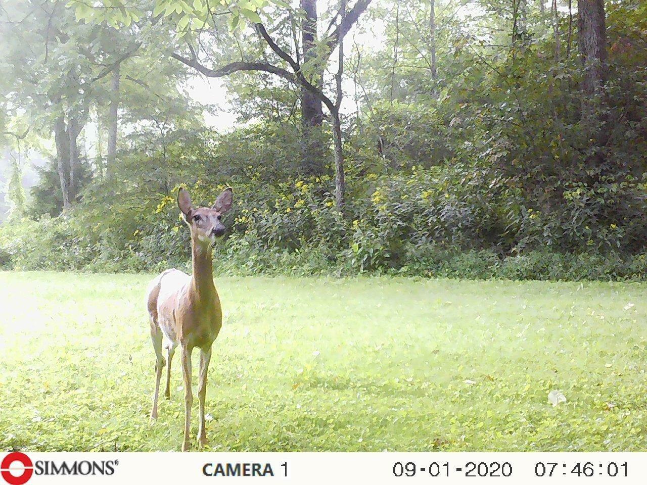 Property Photo:  937 Luray Road  VA 24271 