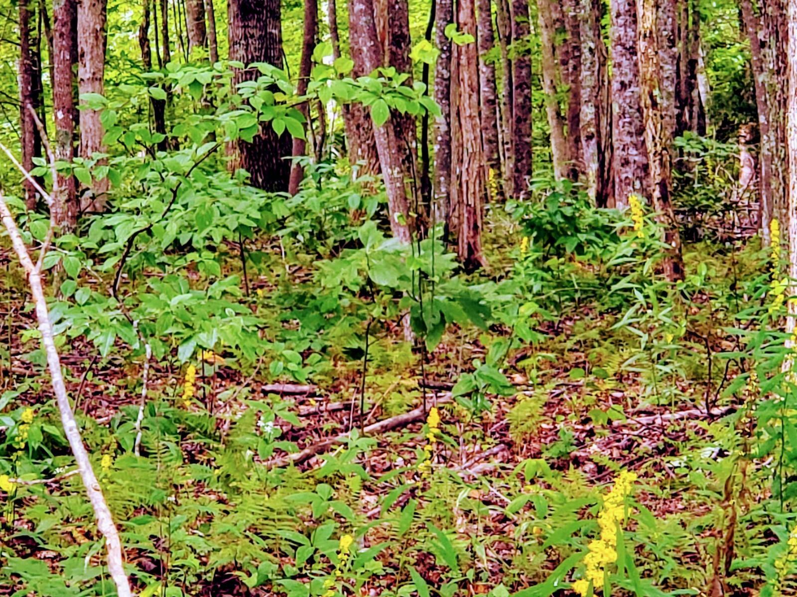 Tbd South Of Wallace Road  Shady Valley TN 37688 photo