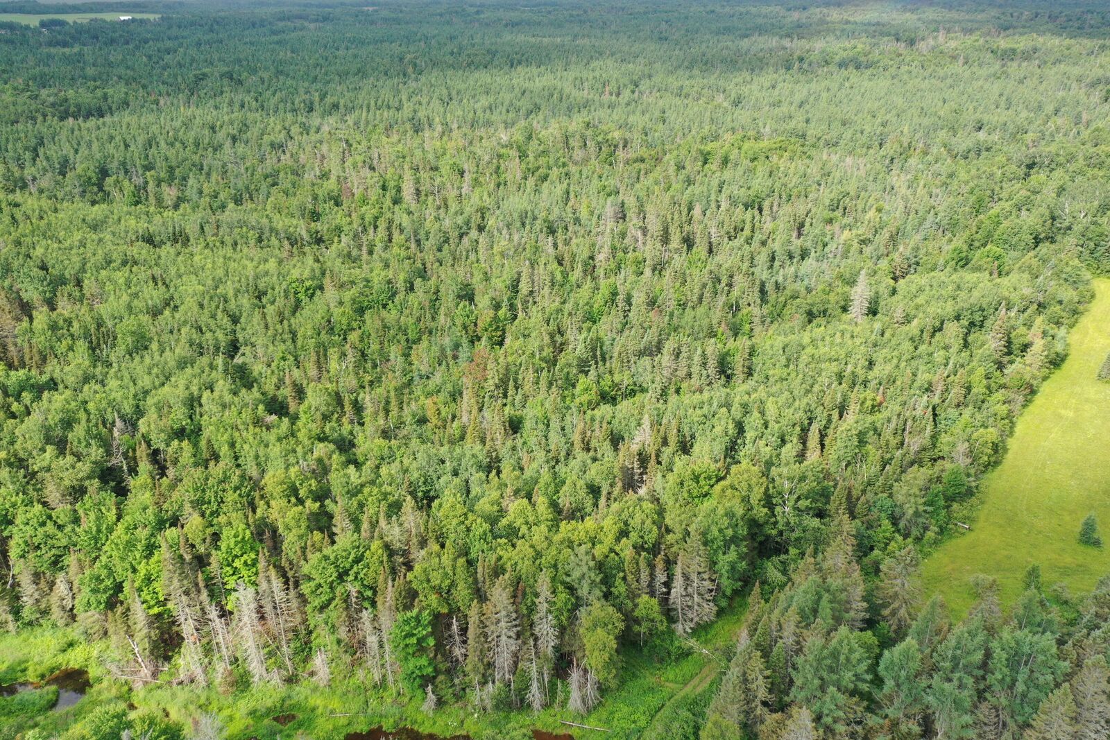 Property Photo:  Tbd W Mills Rd  MI 49715 