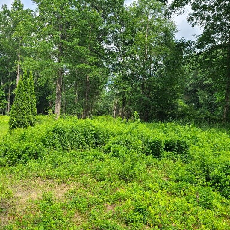 Property Photo: Lot 1 Morgan St MA 01033