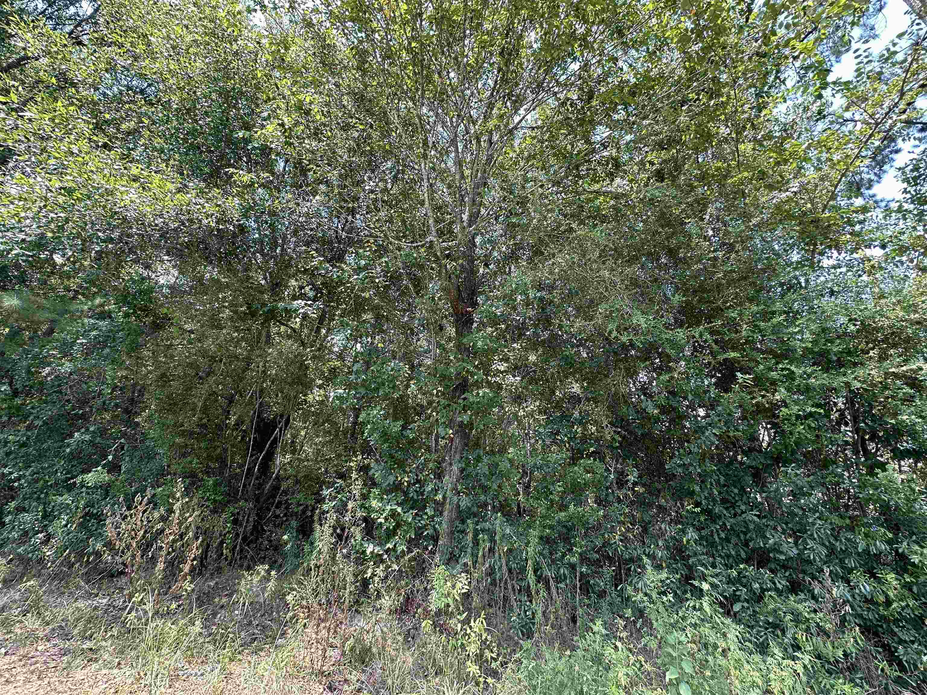 Property Photo:  Lot 2 Oleander  TX 77657 