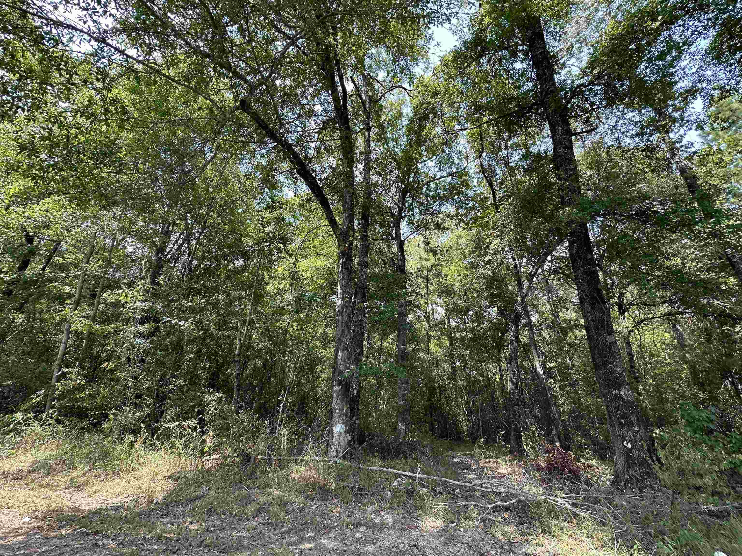 Property Photo:  Lot 4 Oleander  TX 77657 