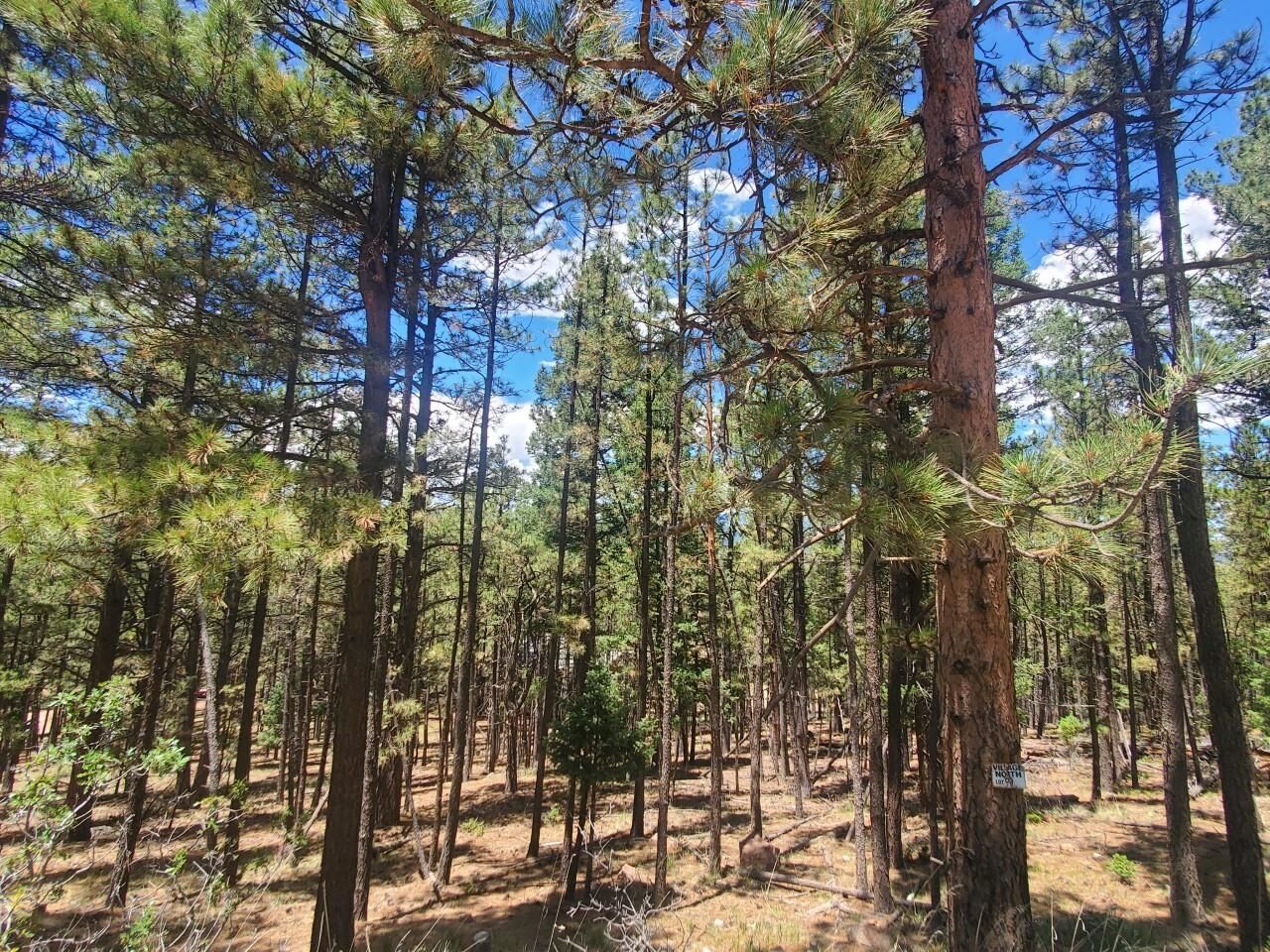 Property Photo:  Lot 90 Back Basin  NM 87710 