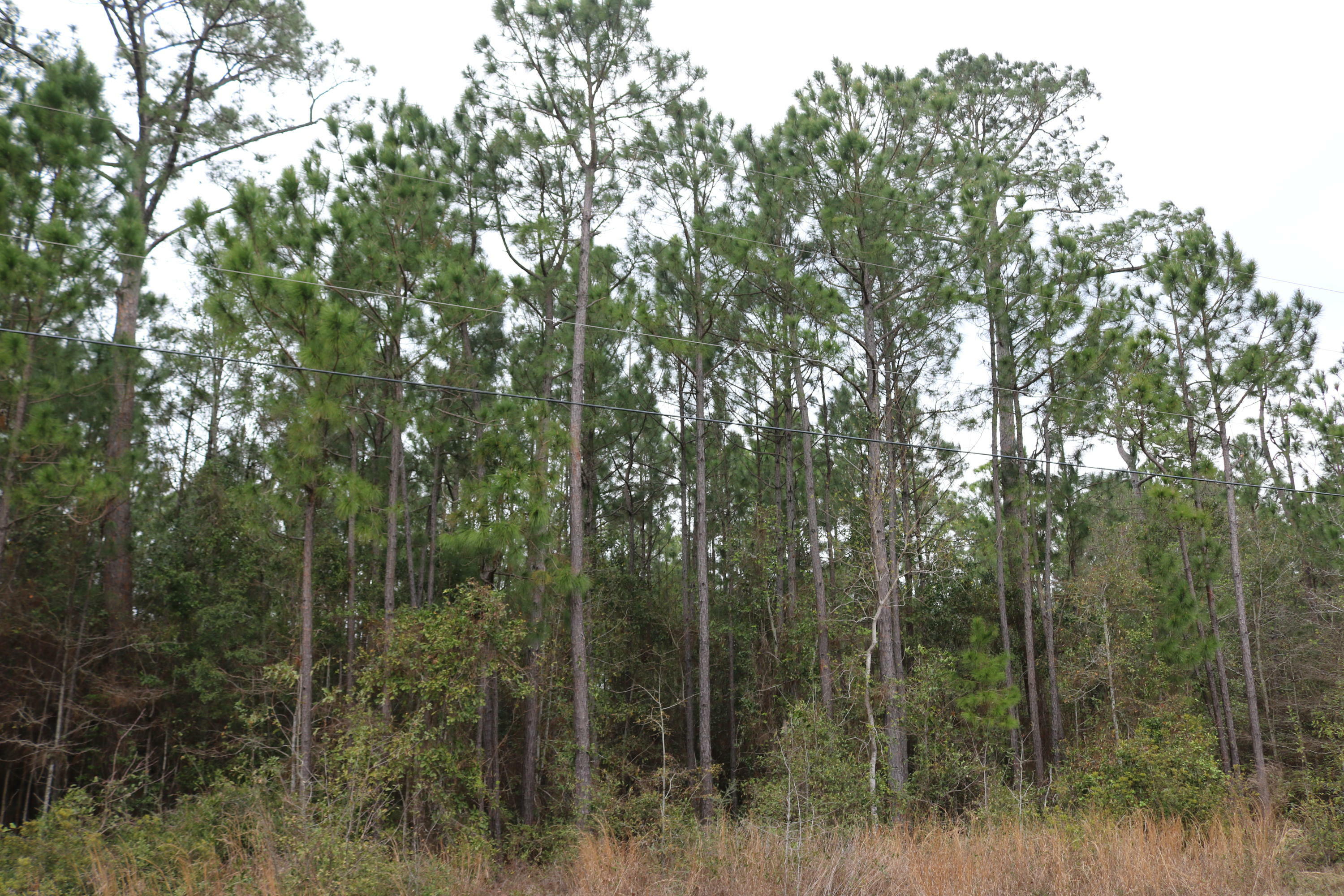 Property Photo:  Lot 12 Harbour Oaks Drive  FL 32583 