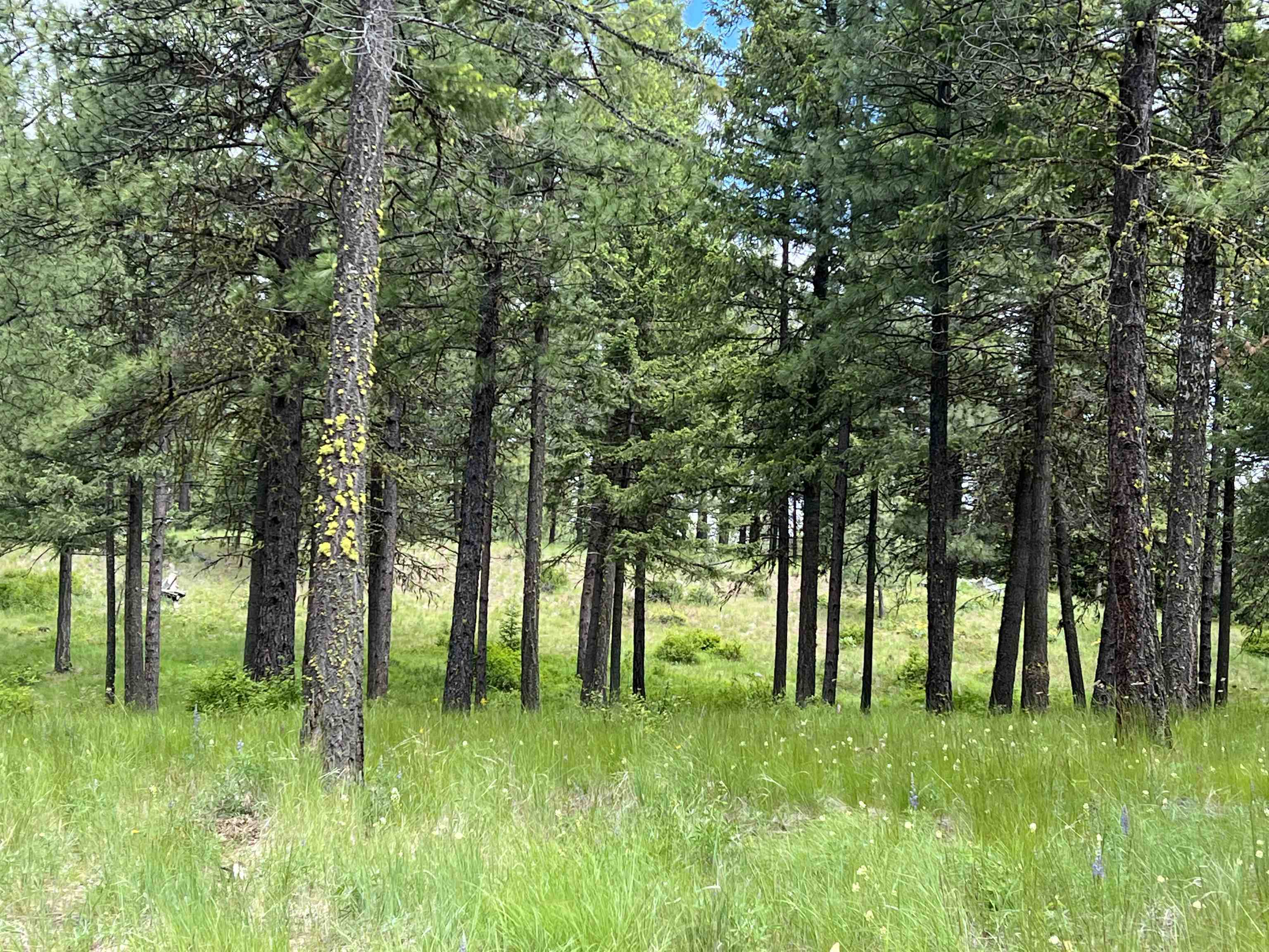Property Photo: Lot 6 Bella Coola Dr WA 99138