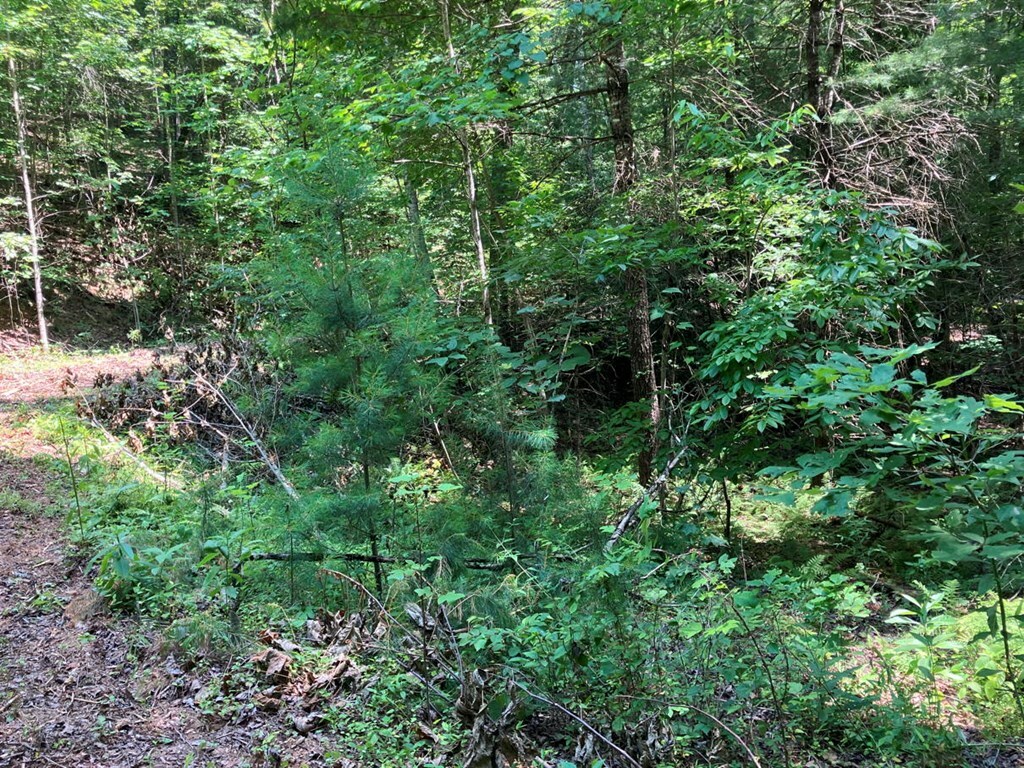 Property Photo:  2 View Ridge Trail  NC 28906 