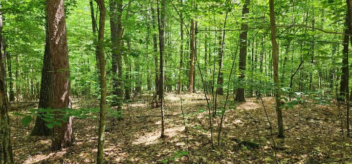 Property Photo:  0 Fern Lane  NY 12941 