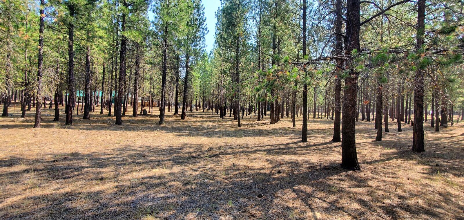 Property Photo: 51986 Black Pine Way OR 97739