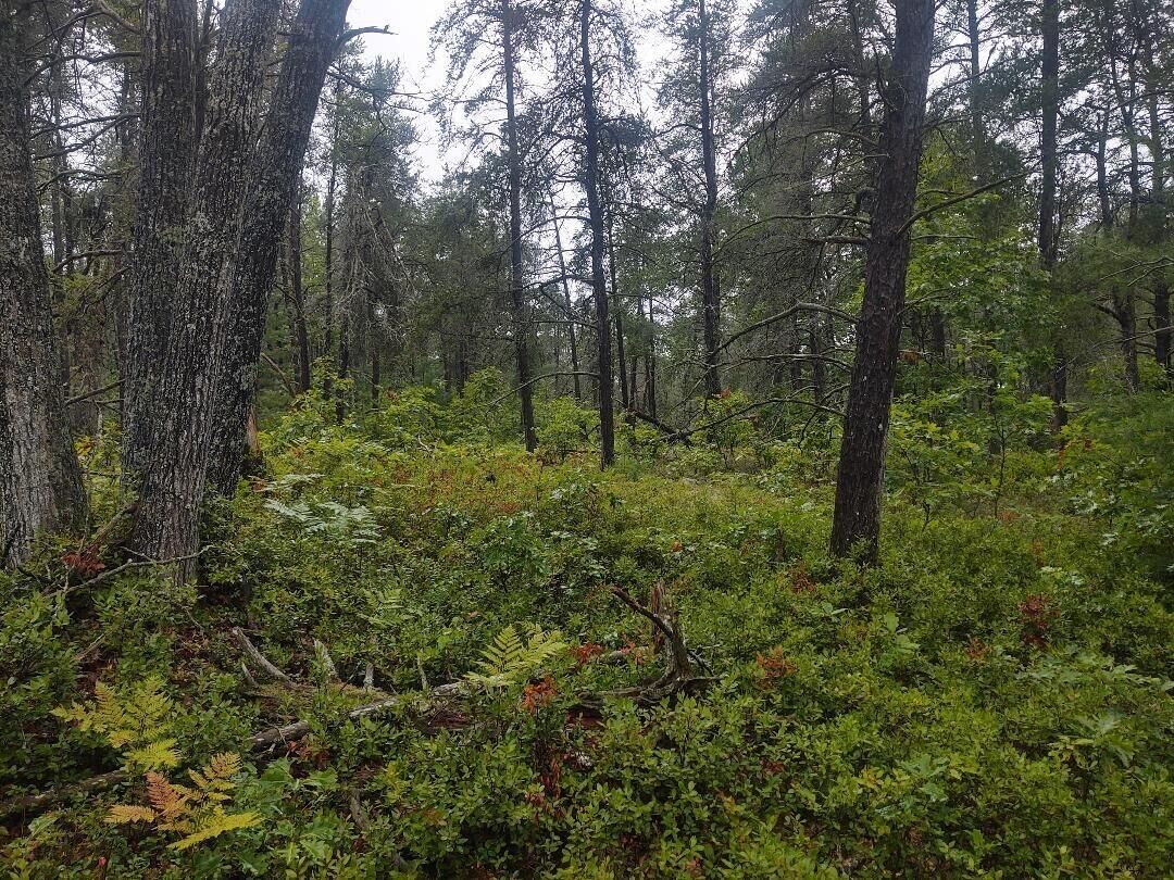 Property Photo: Nha Camp Road MI 49759