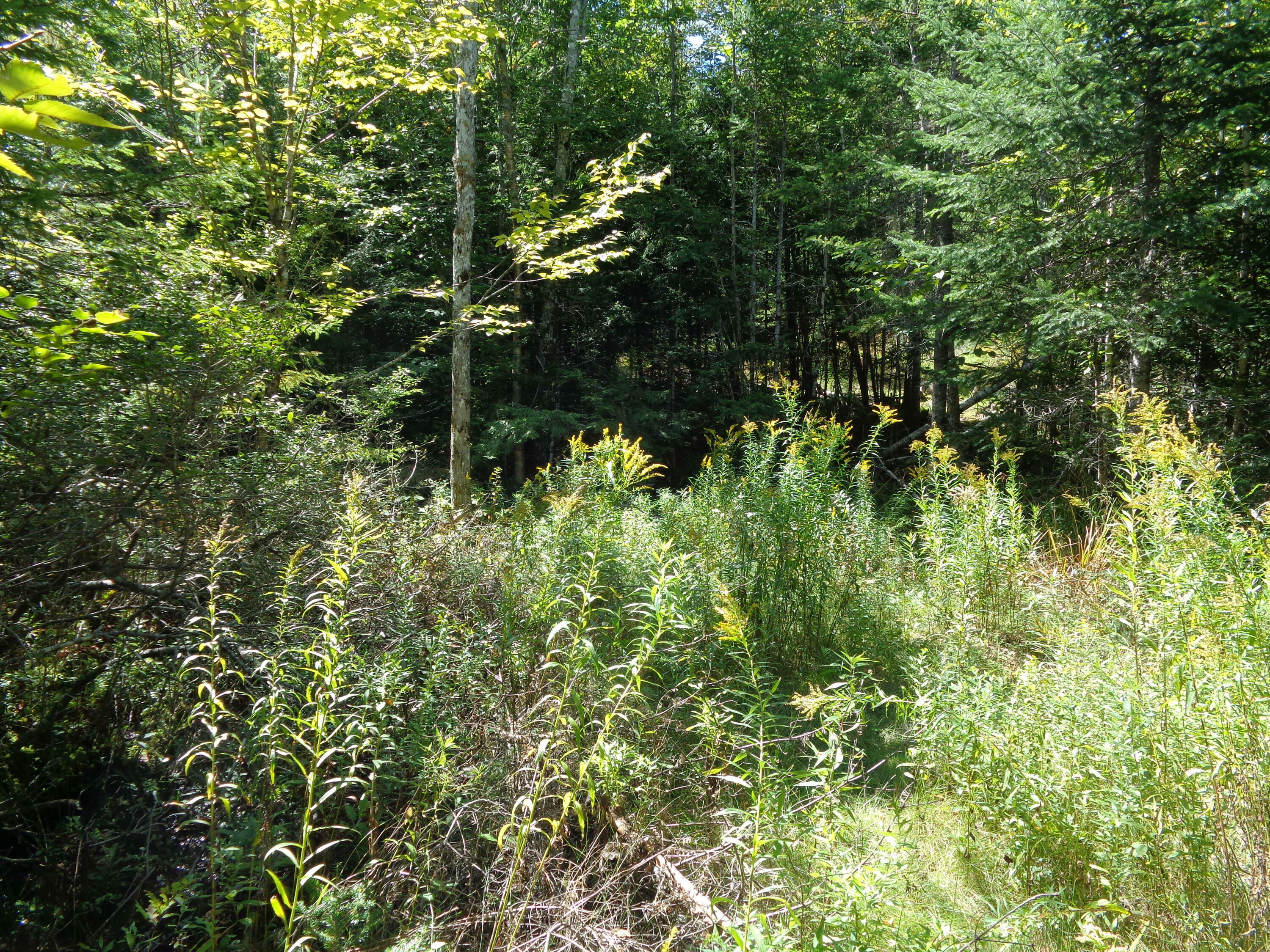 Property Photo:  Lot 5 Winkumpaugh Crossing  ME 04472 