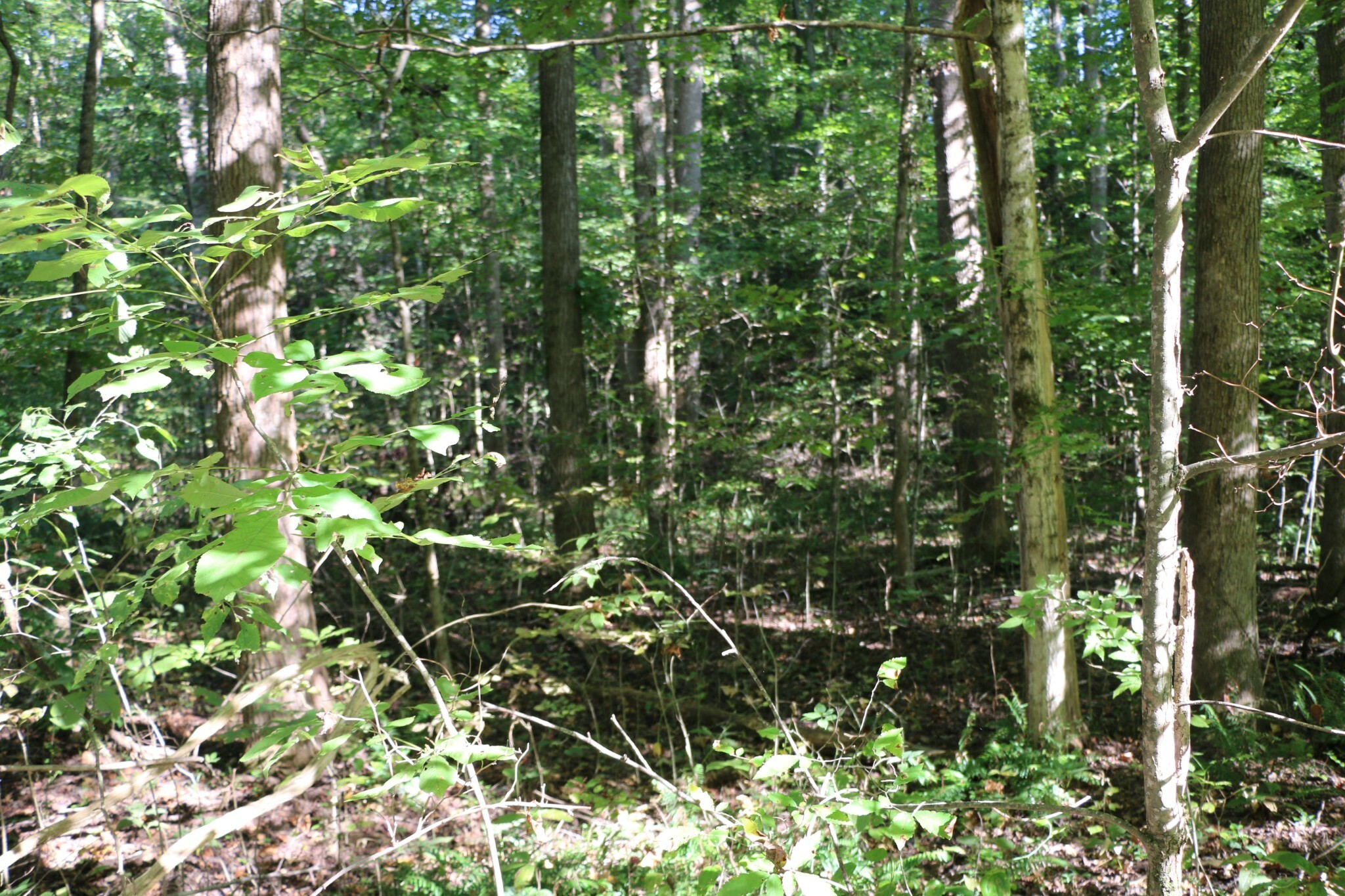 Property Photo: 166 Hermitage Cir TN 37028