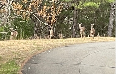 Property Photo:  Lt 33 Buck Creek Road  GA 30540 