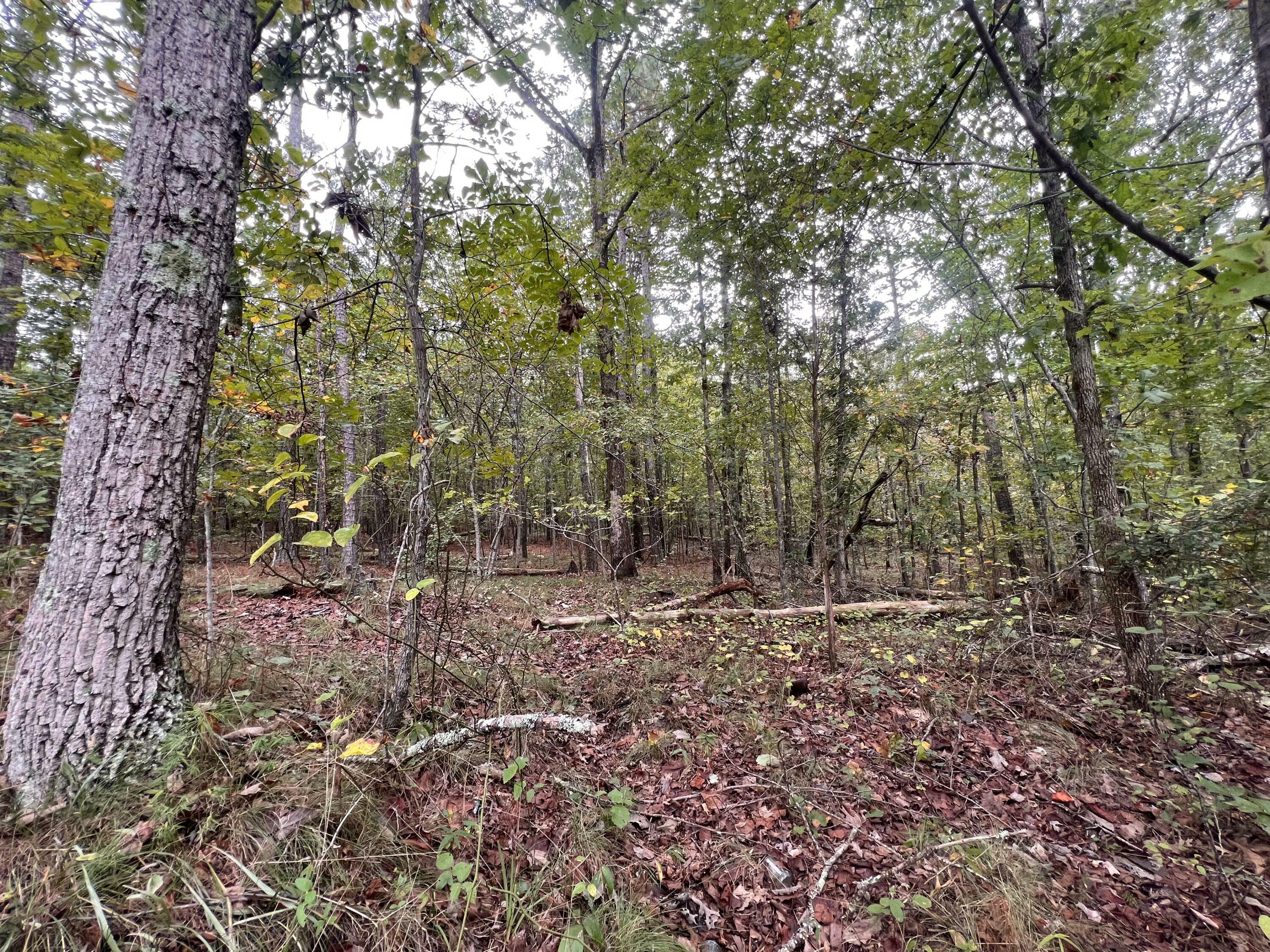 Property Photo:  00 County Road  AL 35984 