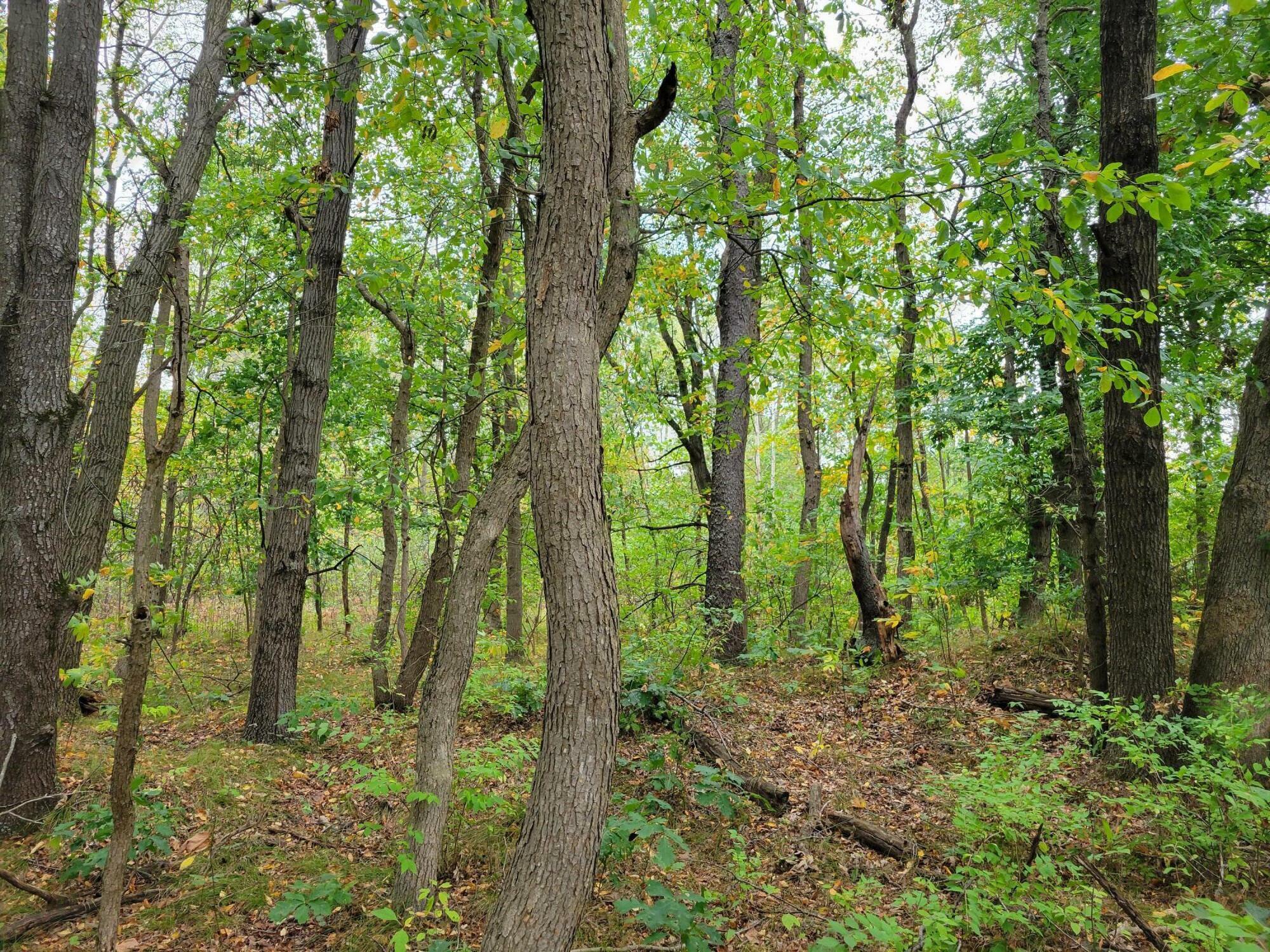 Property Photo:  Lot 1 N 100  IN 46349 