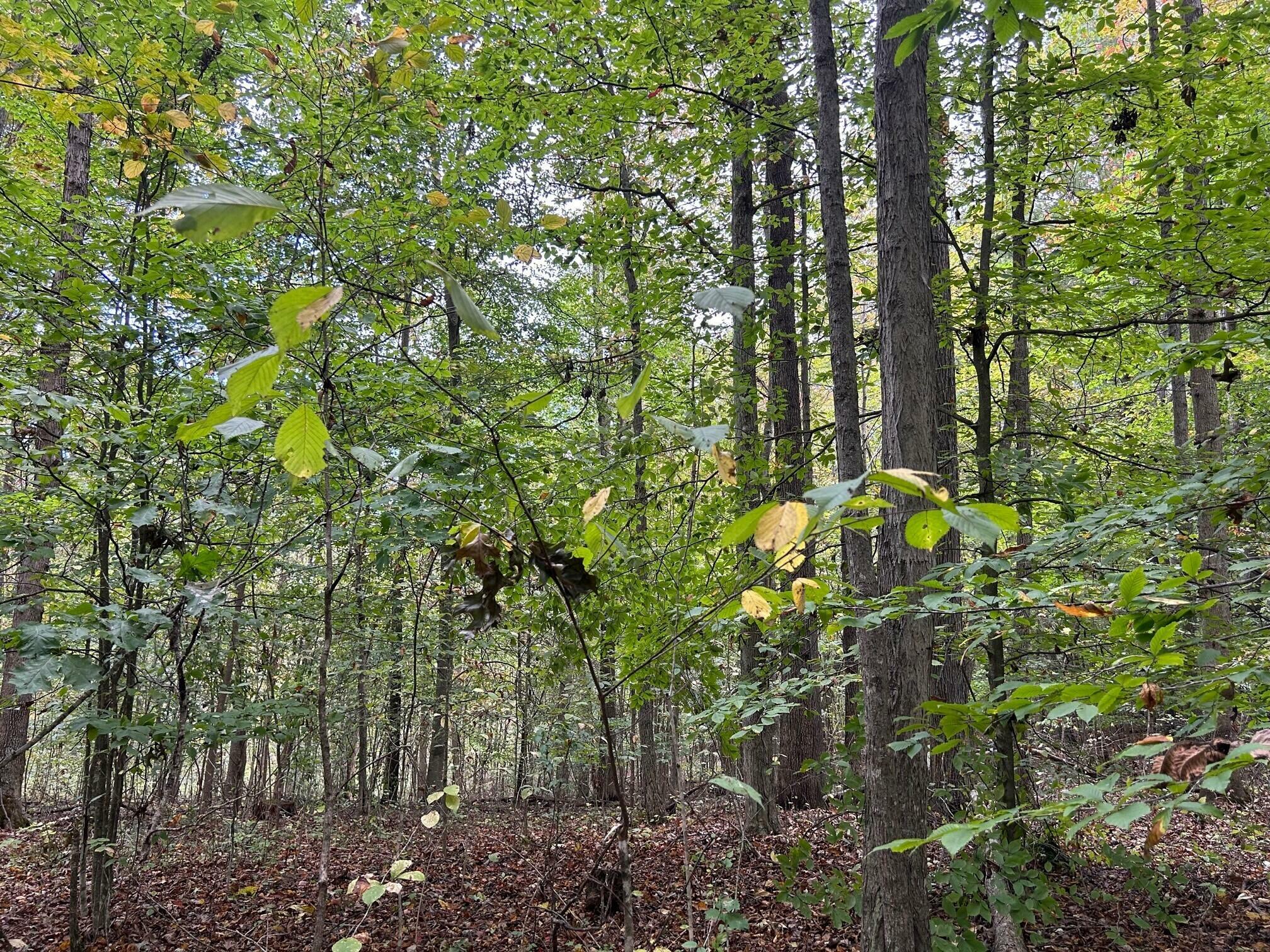 Property Photo:  Lot 2 871 Fleshman Dr  WV 24983 