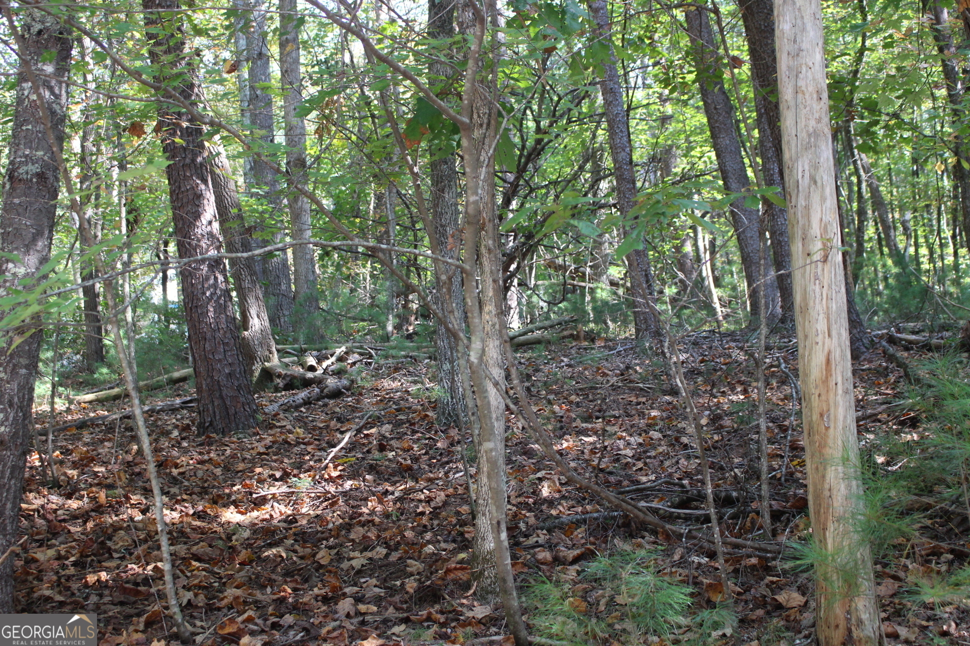 Property Photo:  Lot 546 N Satsuma Court  GA 30540 