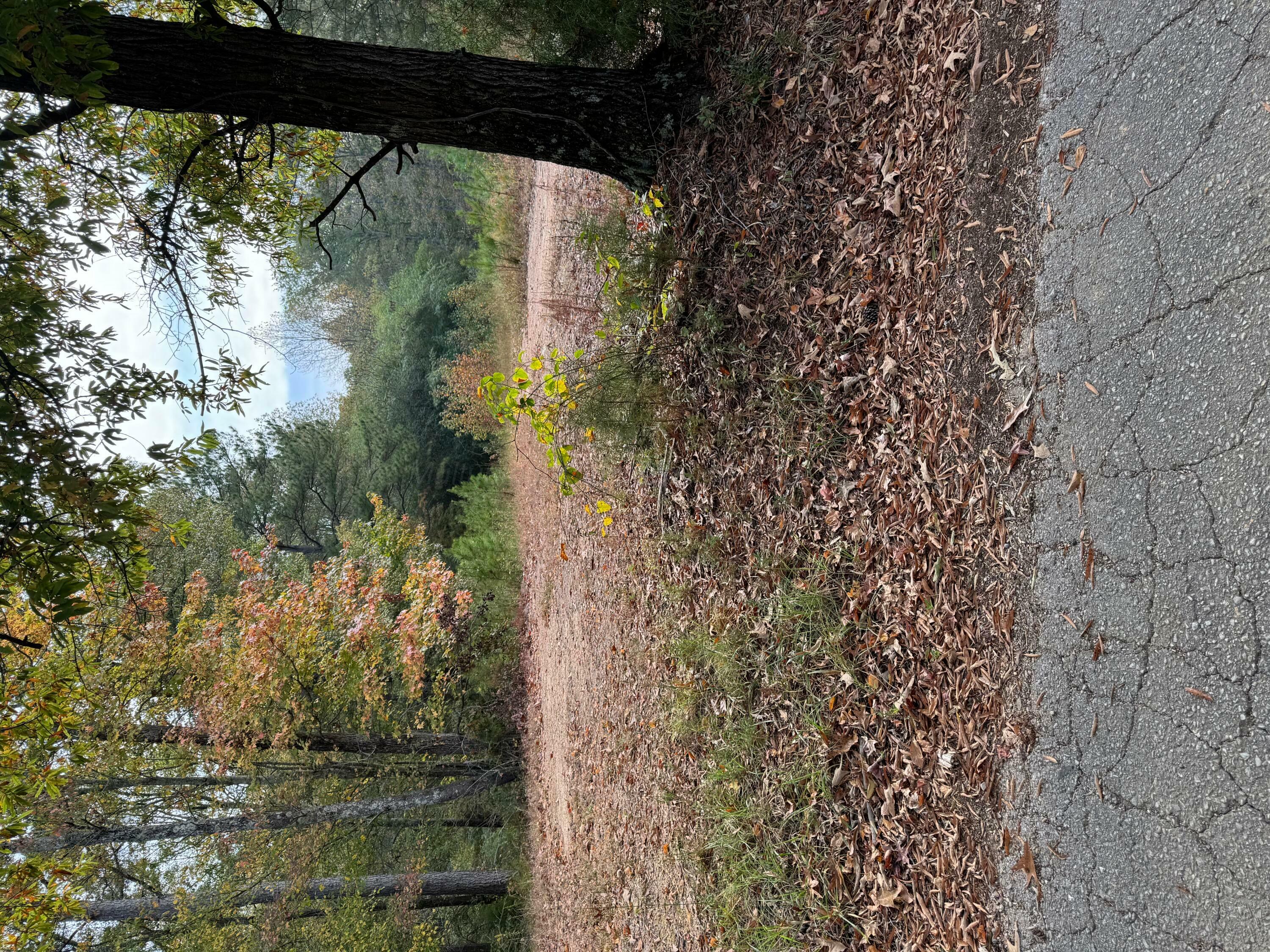 Property Photo:  Lot 8 Evans Cir  AL 35501 