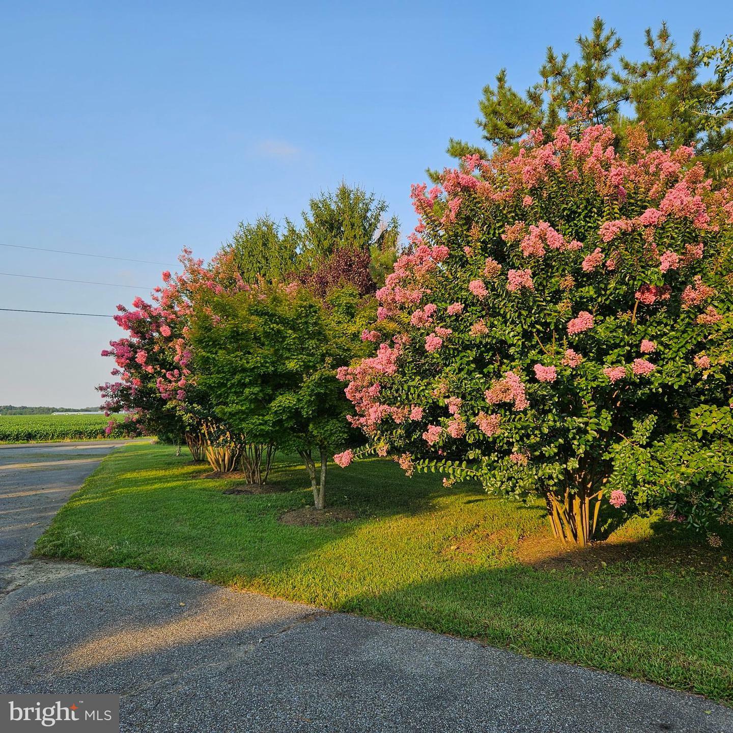 Property Photo:  9754 Sunnyside Road  DE 19933 