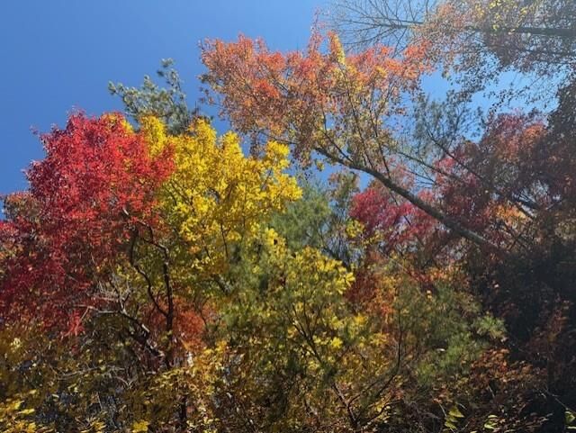 Property Photo:  650 Mulberry Trail  GA 30540 