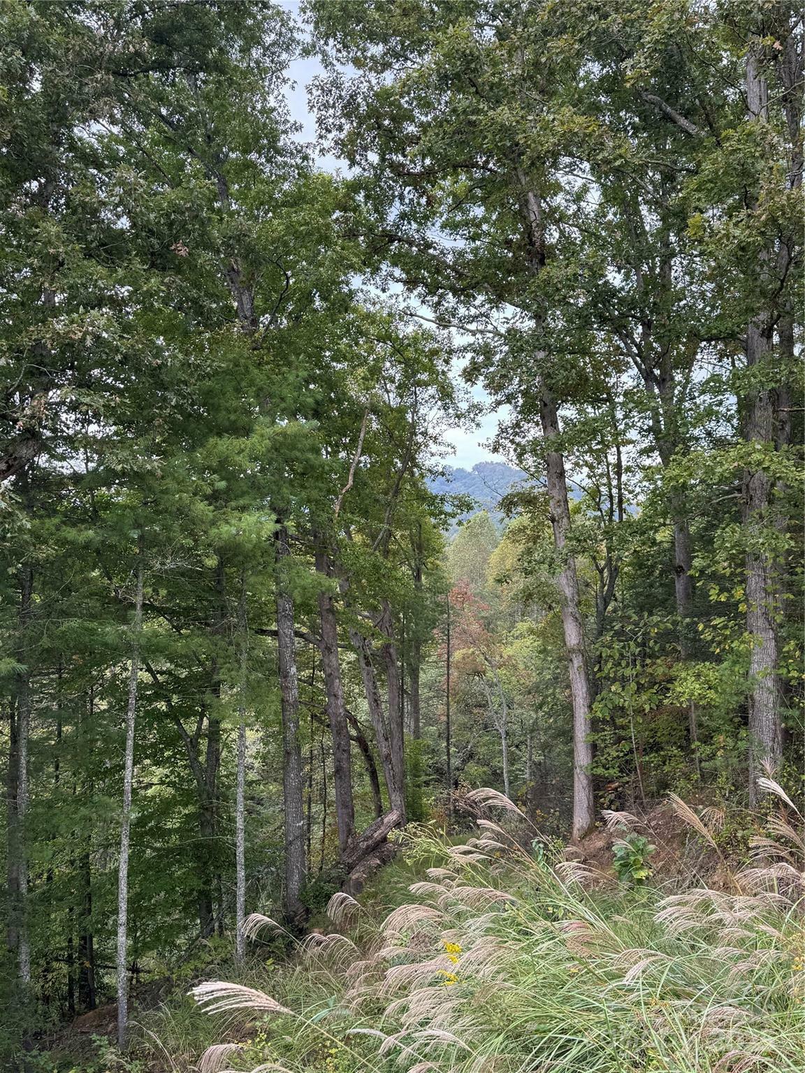 Property Photo: 9999 Tree Top Lane NC 28753
