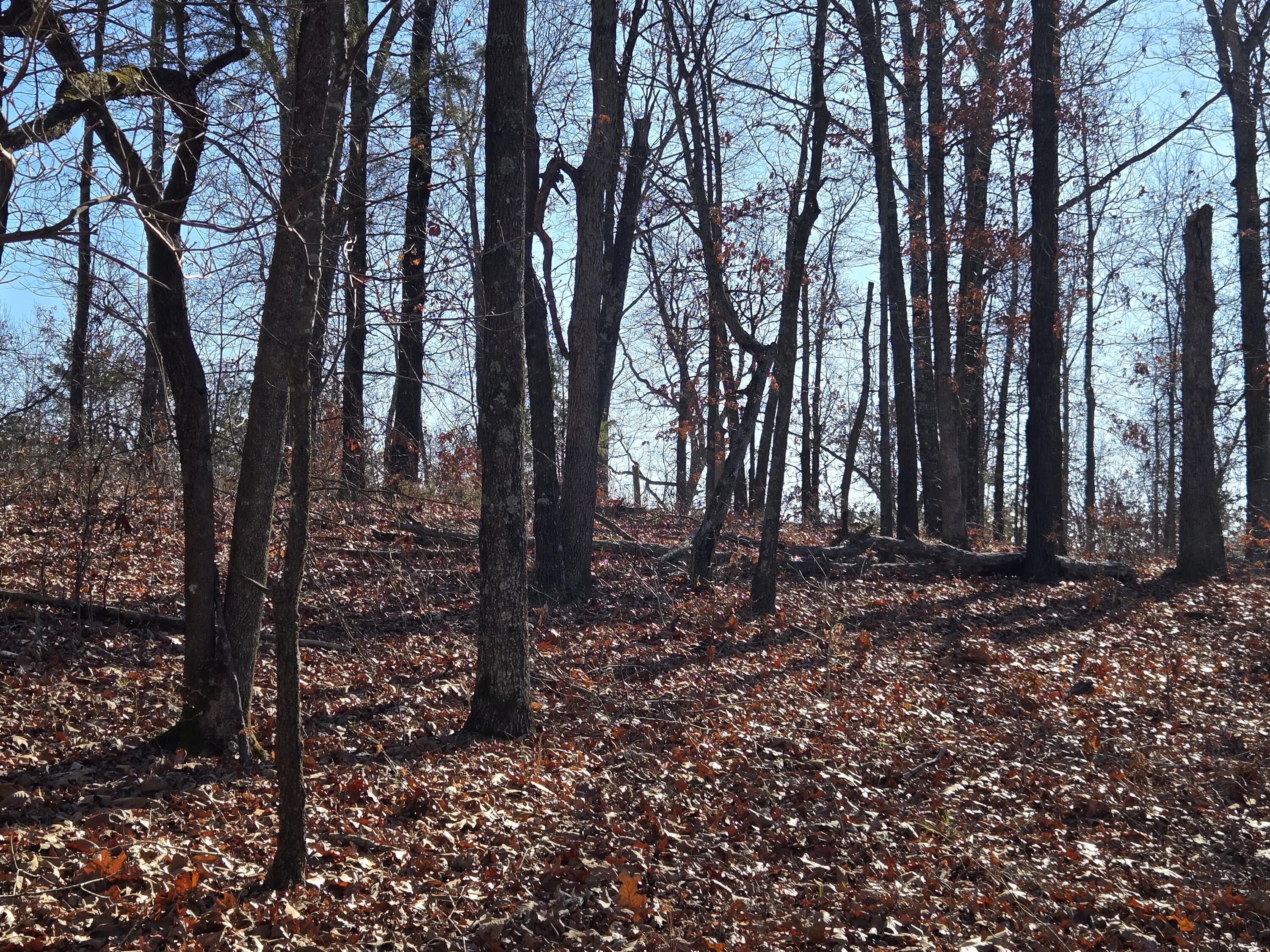 Property Photo: Xx Miser Road MO 64854