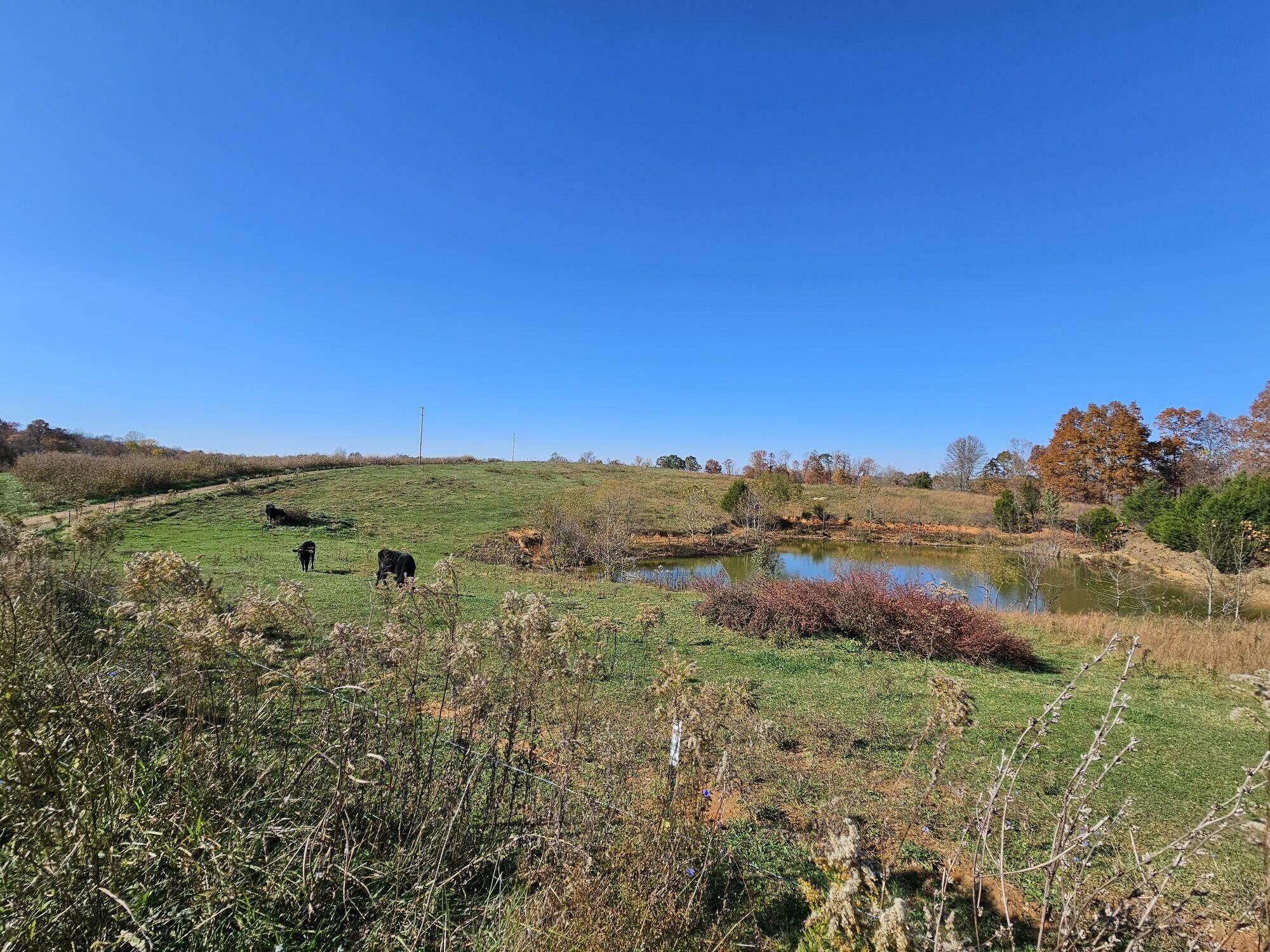 Property Photo:  1659 Chicken Gizzard Road  KY 42539 