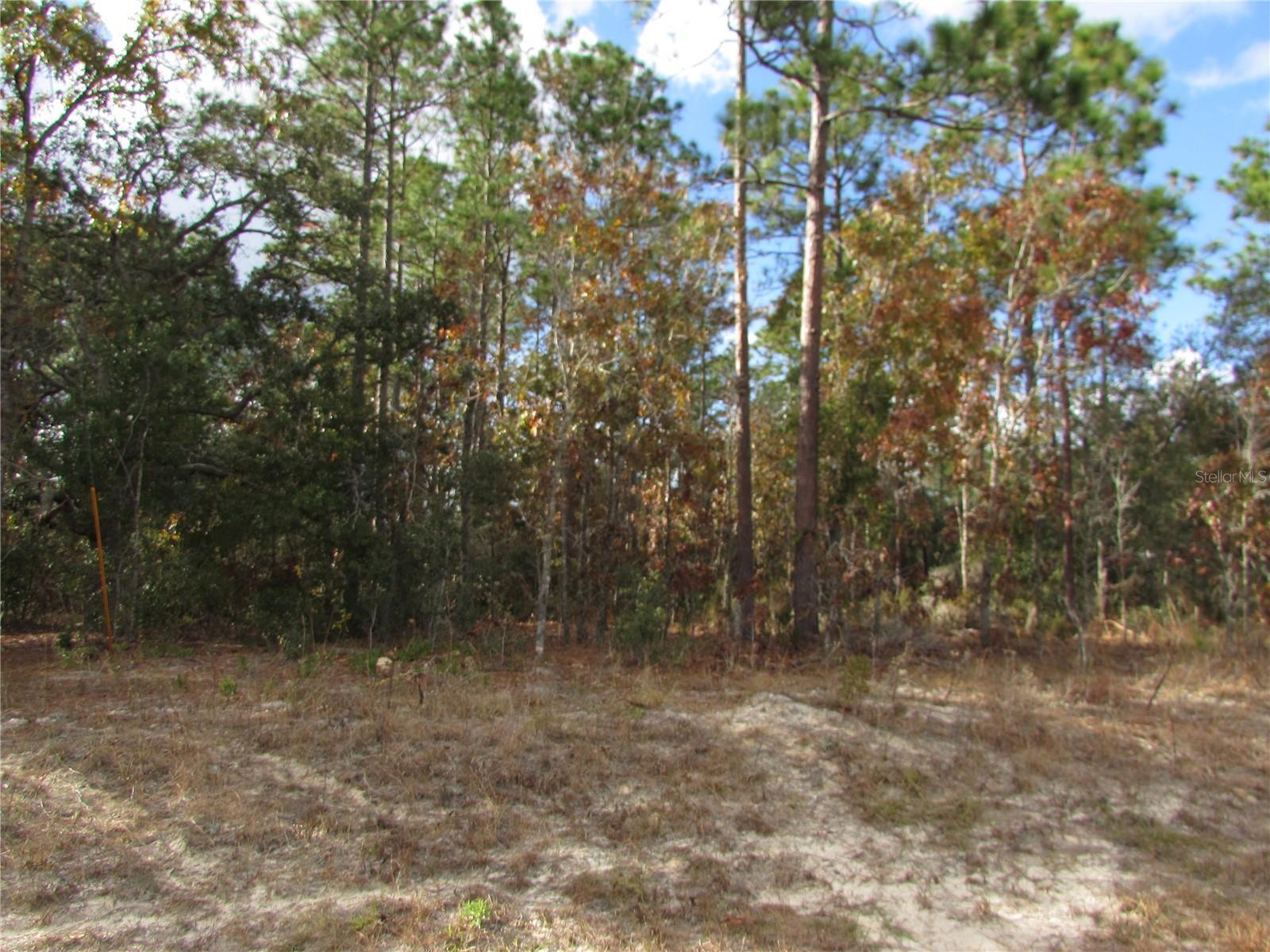 Lot 5 &Amp 6 SW 168 Circle  Ocala FL 34481 photo