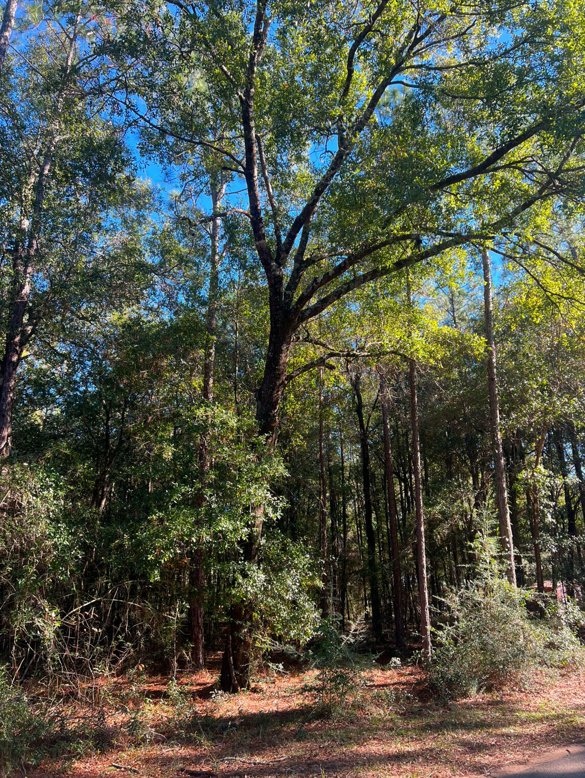 Property Photo:  4.7 Acres Riverchase Road  FL 32563 