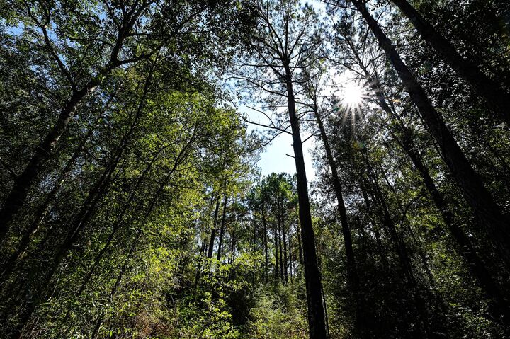 Property Photo: 0 Hwy 105 TX 77564