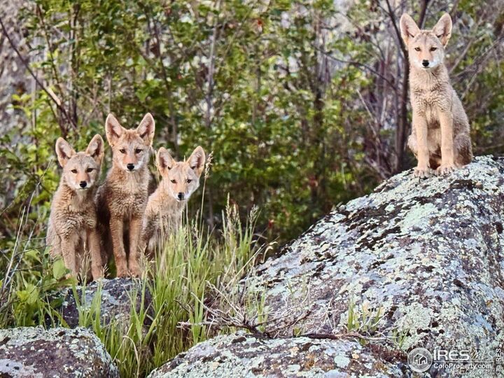 Property Photo:  9200 Old Flowers Road  CO 80512