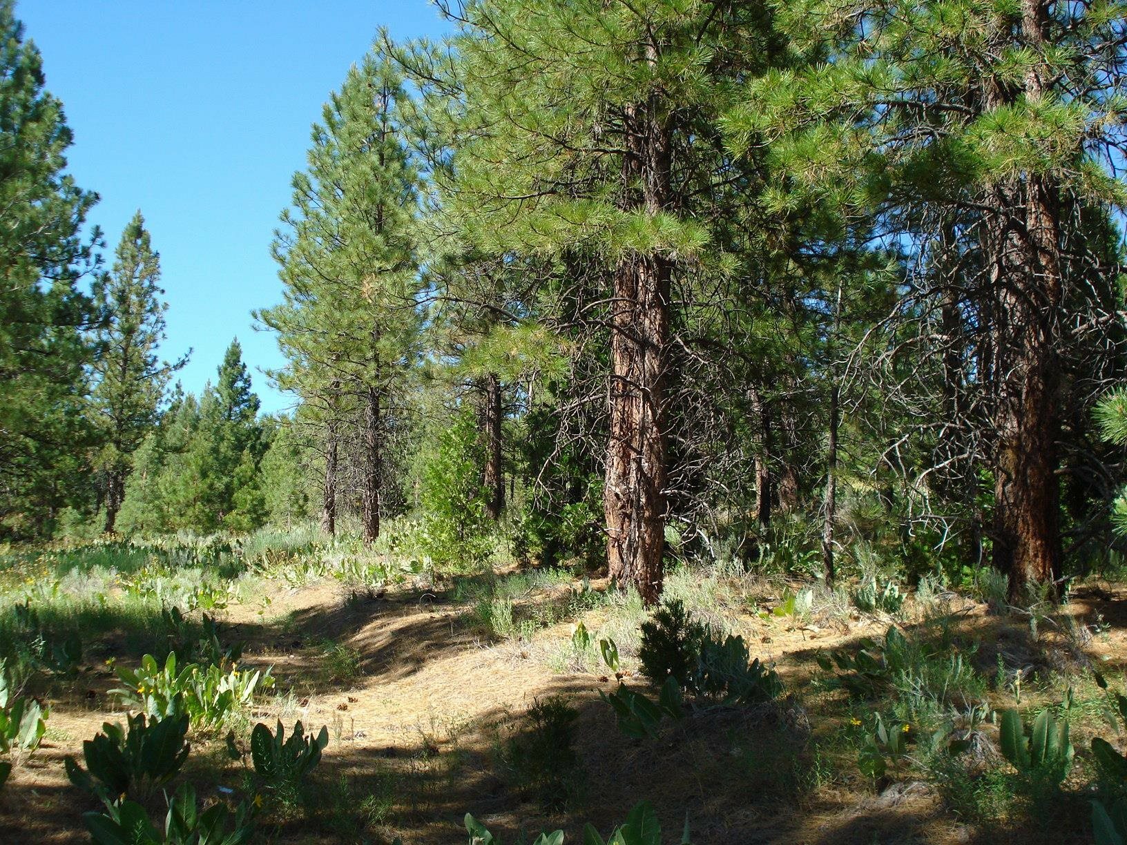 Property Photo:  288 Arrowleaf Road  CA 96122 